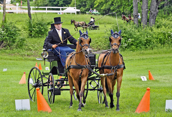 Cones with formal carriage and Dutch Harness horse...