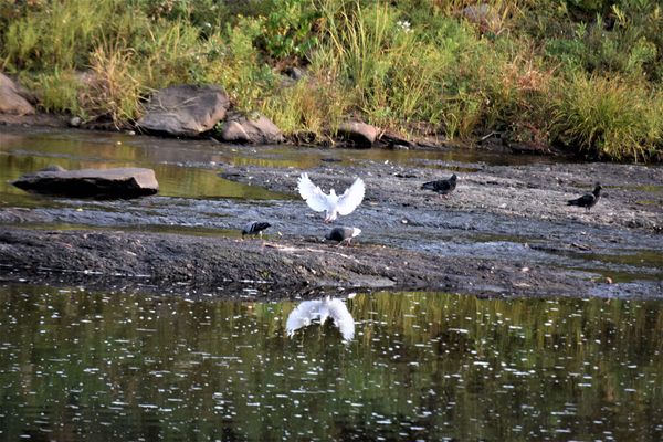 a white pigeon with open wings and reflection...