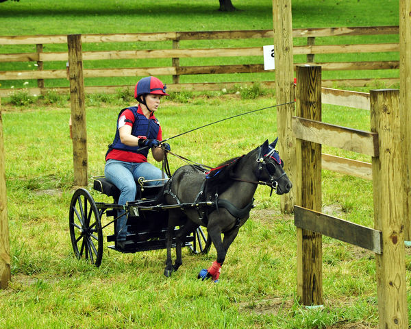 A mini horse & carriage between gates in a fence r...