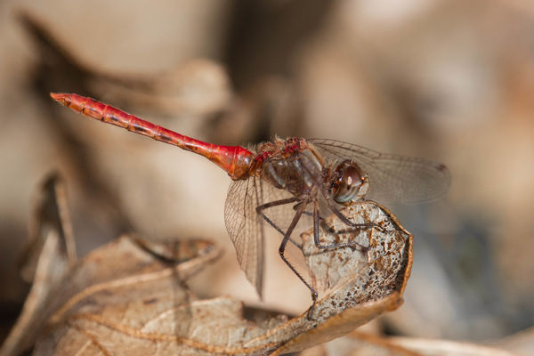 I also saw this little Meadowhawk on the ground....