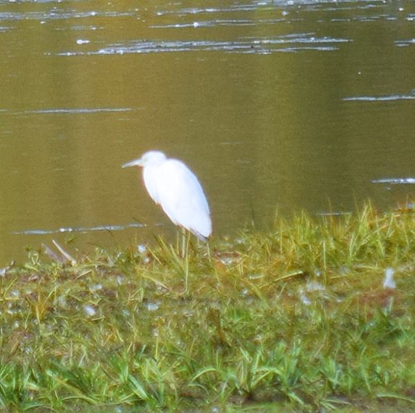 my best picture of the large white bird...