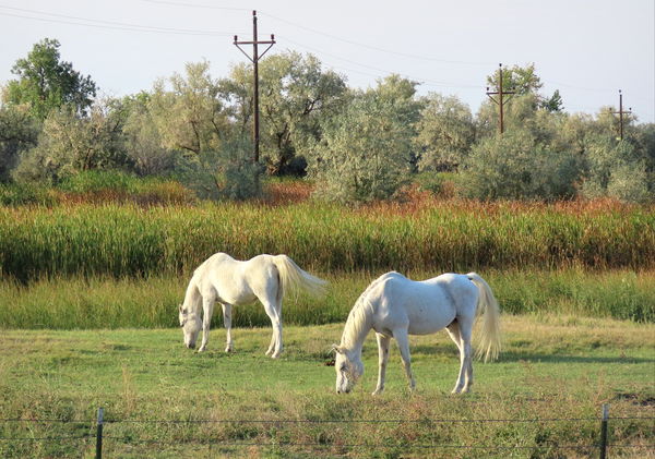 Our two old Arabians happily grazing....