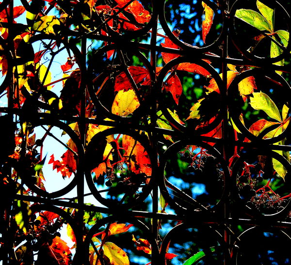 Ma Nature's Stained Glass...