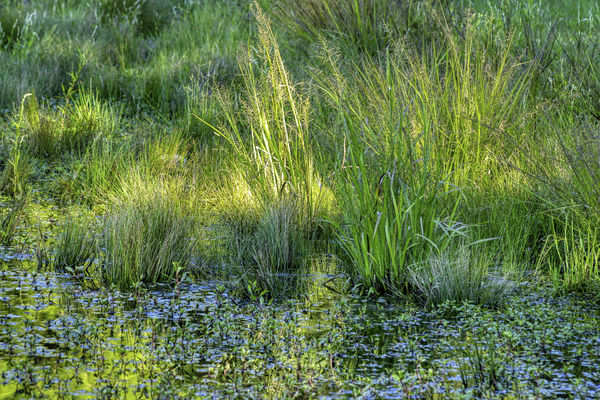 I liked the dappled light on the Grasses...