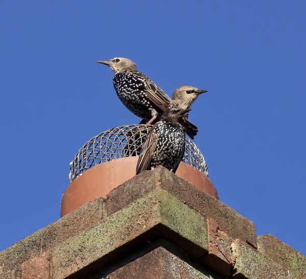 Starlings on lookout...