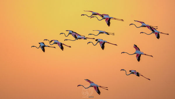 Greater Flamingos...