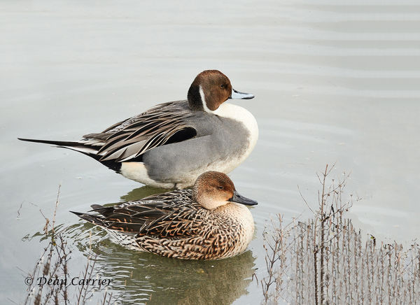 Pintails...