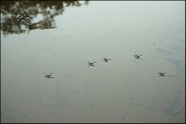 8. Water striders....