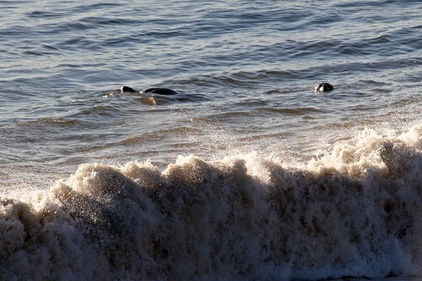 Seal at Nauset Beach...