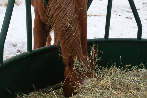 Major's head covered in hay...