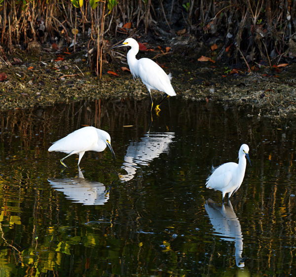 We'll have to reflect on that!  Snowy Egrets...