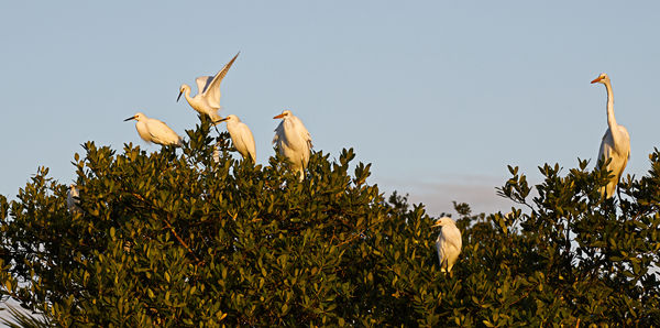 I feel like I could fly!  Great Egrets & Snowy Egr...