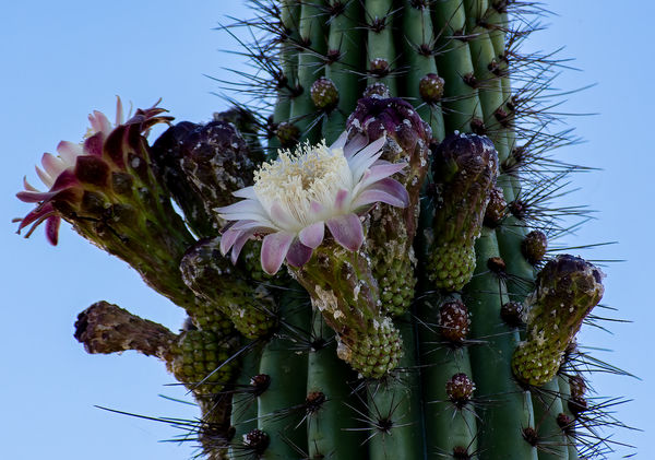 Organ Pipe Cactus in Bloom...