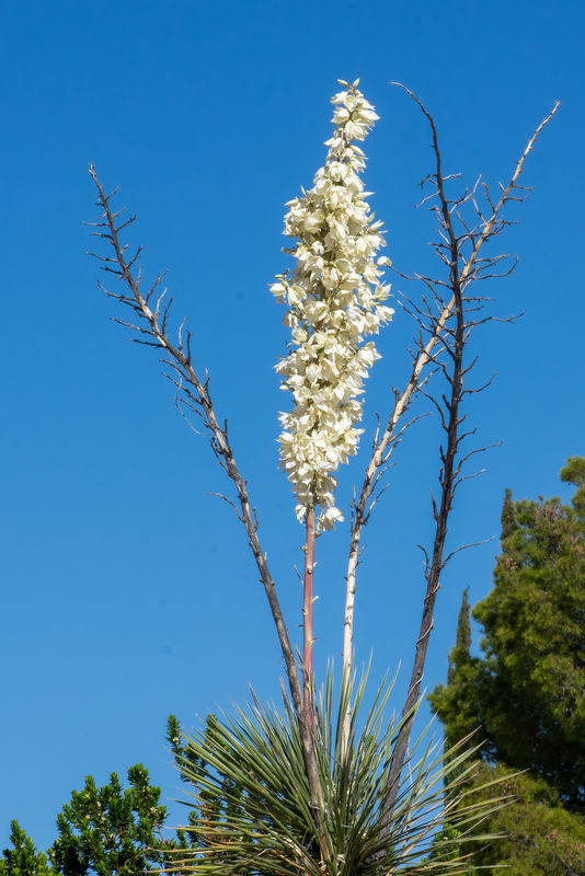 Yucca in Bloom...