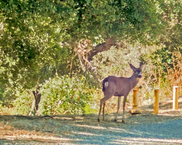 Deer Along Access Road...