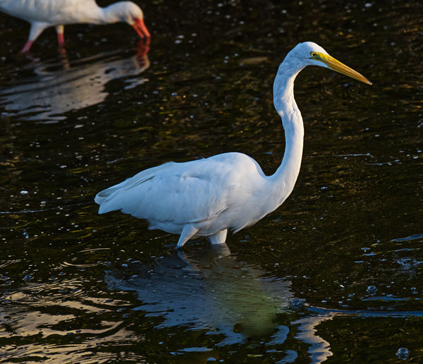 Is the party still going on?  Great Egret...