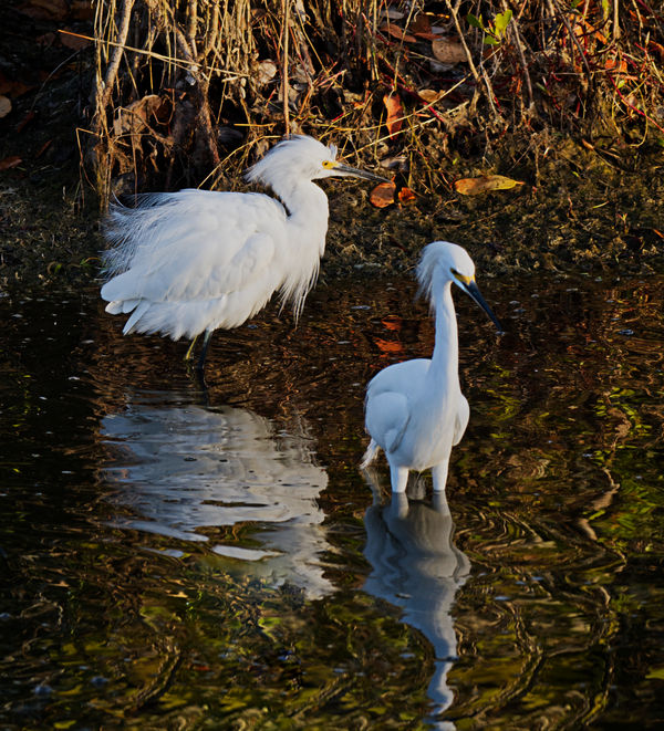 Don't leave in a huff! Snowy Egrets...