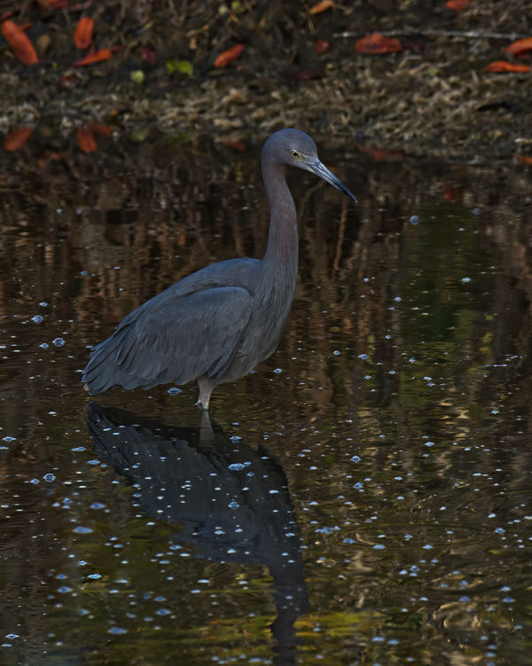 A dignified and handsome Little Blue Heron....