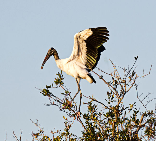 I'm awesome even if I'm not pretty!  Wood Stork...