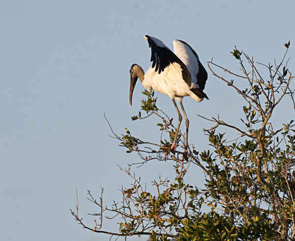 To jump or not to jump? Wood Stork...