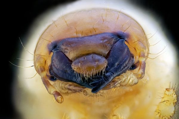 Grub Worm (Larvae) Japanese Beetle...