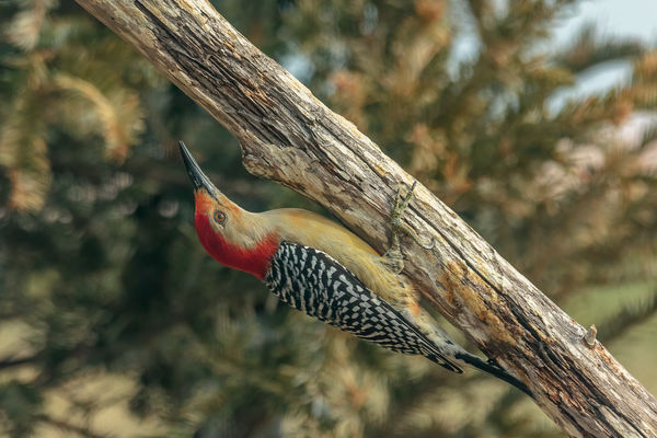 Lucky the Woodpecker...