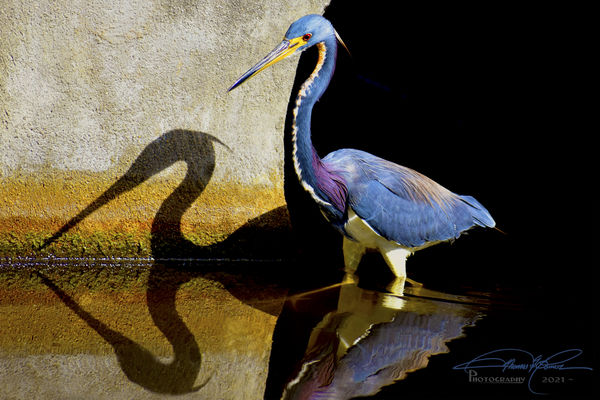 Tricolor Heron casting cool shadows and reflection...