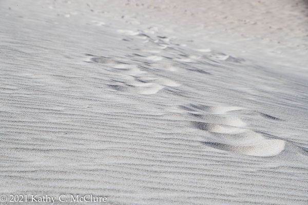 I love shooting ripples and tracks in sand.  This ...