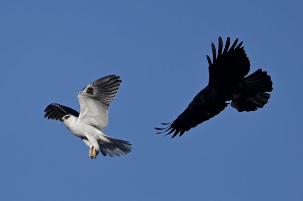 This crow mobbed this hovering white tailed kite...