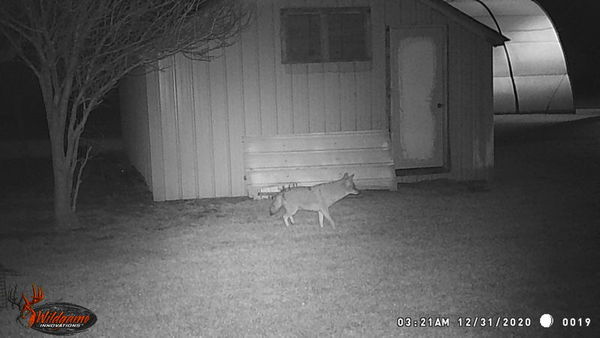 Coyote just checking out the neighborhood...