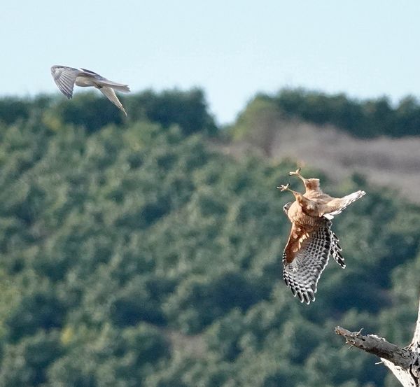 Two kites dive bombed the red shouldered hawk, kno...