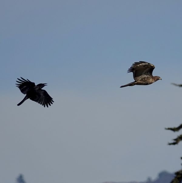 A red tailed hawk completely ignoring the crows fo...