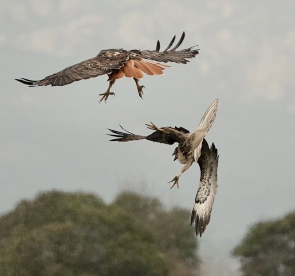 An osprey and red tailed hawk having a territory d...