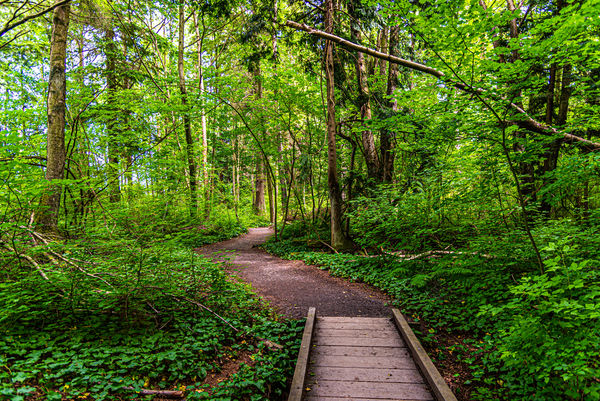 10 -USA/Washington/Whatcom County - Hiking trail i...