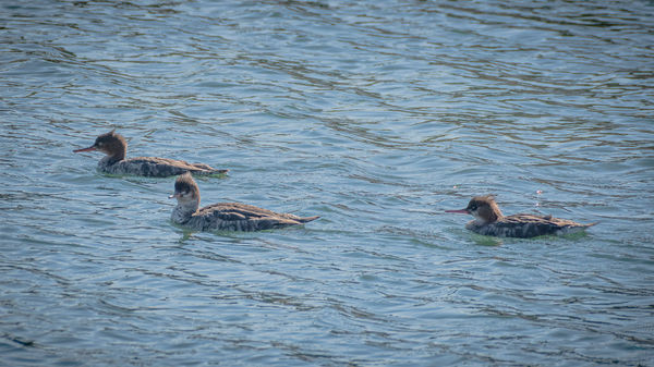 Red-breasted Mergansers at Ballona Creek...