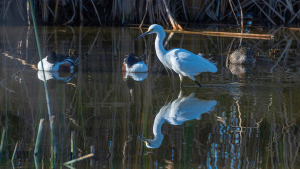 Snowy Egret with Northern Shovelers at Ballona Mar...