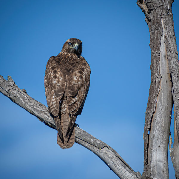 Red-tailed Hawk at Harriett Wieder Regional Park...