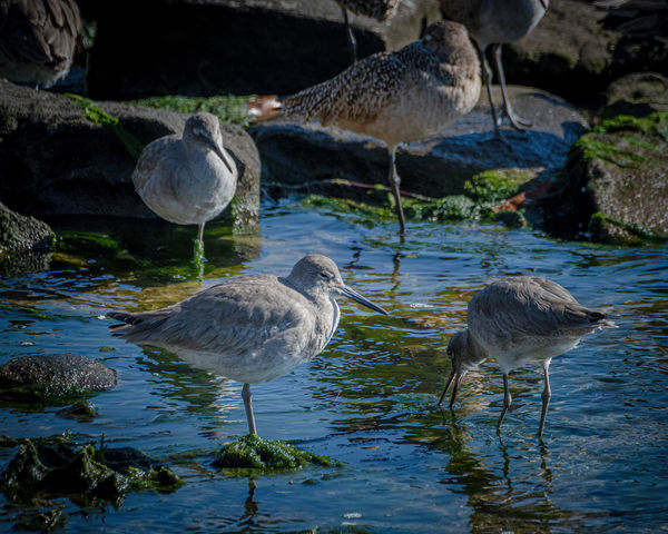 Willets with Marbled Godwits at Ballona Creek...