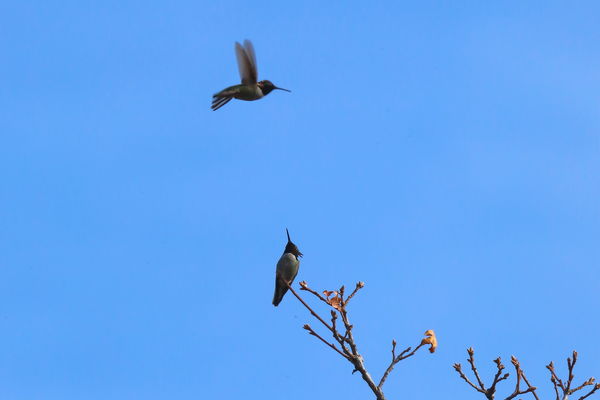 One hummer watches as another one zooms by....