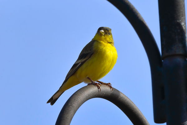 Gold Finch hanging around the feeder...