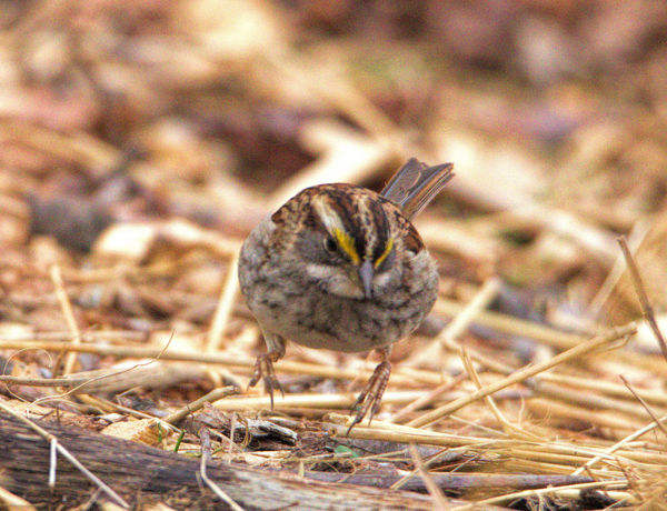 White-throated Sparrow  Winter only...