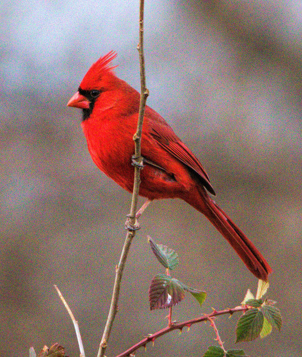 Cardinal   Year around...