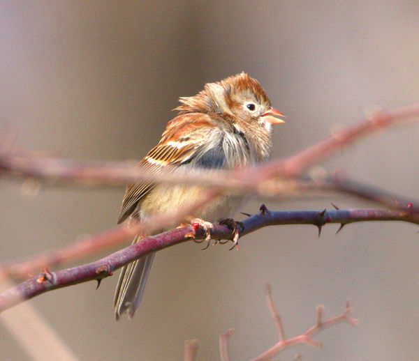 Field Sparrow      Primarily winter...