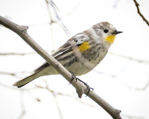Yellow-rumped Warbler (Leucistic)...