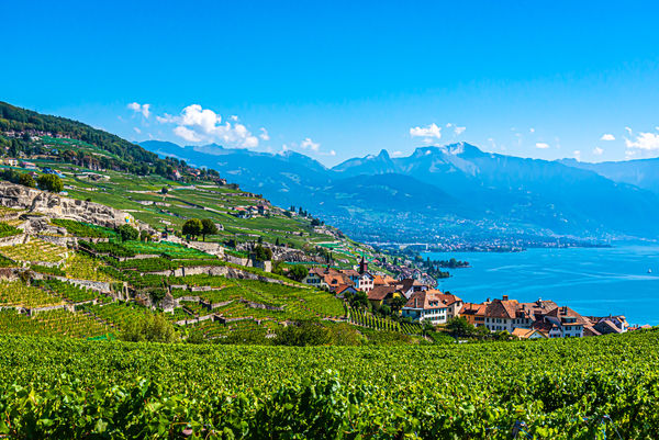 10 - Switzerland/VD/Rivaz - The famous terraced La...