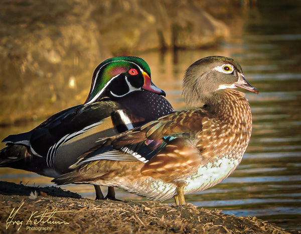 A pair  of wood ducks in the evening light...