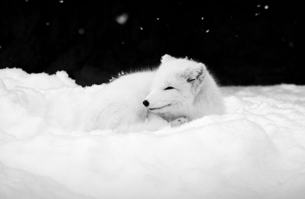 Arctic Fox in B&W (Rescued from a private owner)...