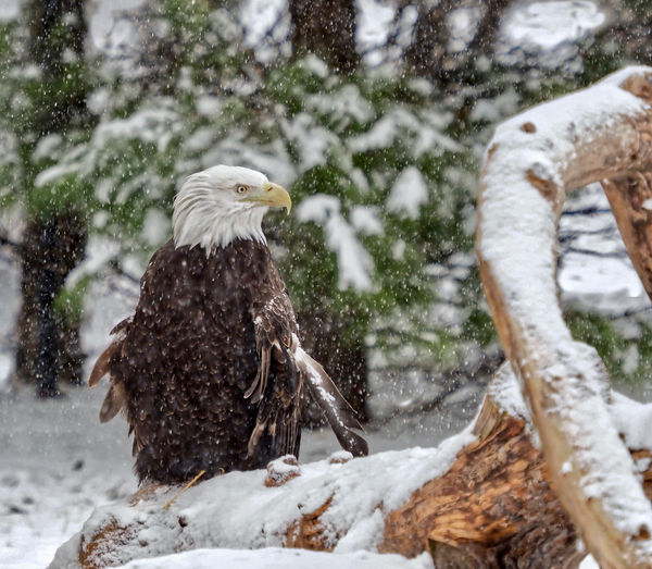 Bald Eagle (Rescued in Alaska after flying into a ...