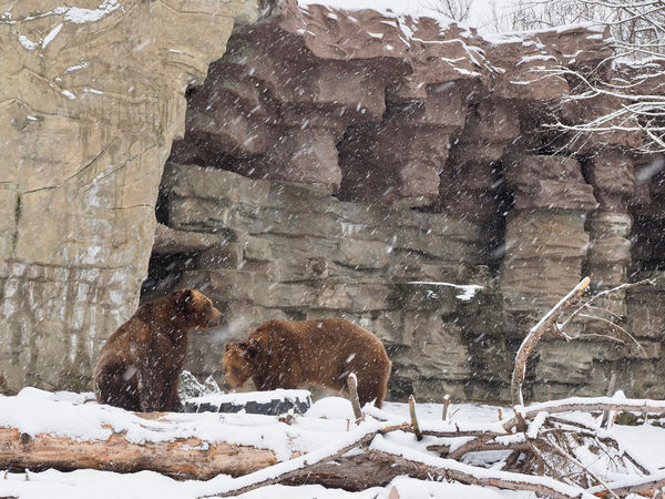 Grizzly Bears  (Two of the three brothers rescued ...