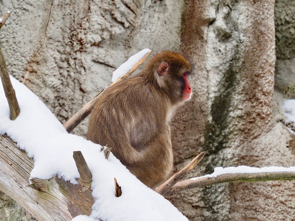 Japanese Macaque (Snow Monkey)...